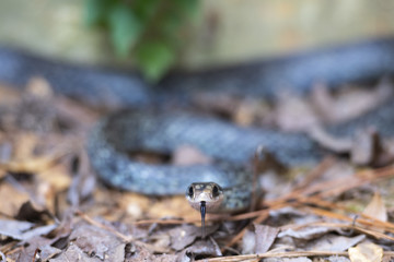 snake with tongue out