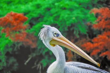 Pelikan, seitliches Portrait