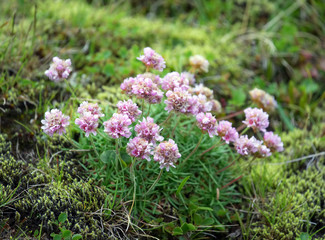 Fototapeta premium Rainbow Mountains flowers in Iceland
