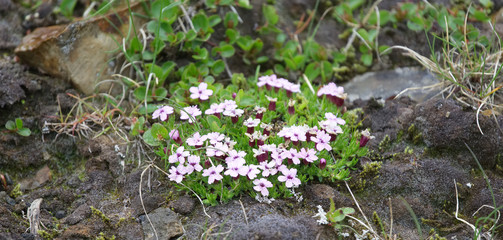 Rainbow Mountains flowers in Iceland