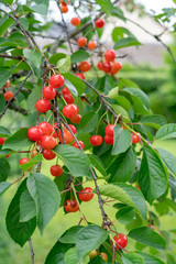 Cherry picking season, red cherries natural