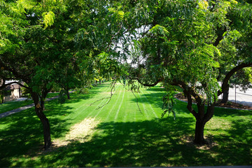 green park with trees and lawn