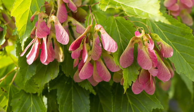 Seed Of Amur Maple, Acer Ginnala