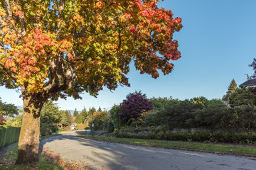 Naklejka premium asphalt road in the autumn street with trees and fallen leaves, private residential house