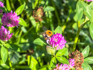 Bumblebee collects nectar from clover