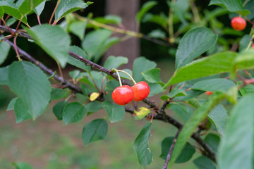 Cherry picking season, red cherries natural