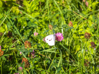 Butterfly sitting on clover