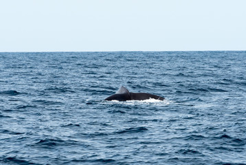 Fototapeta premium Baleine Antilles