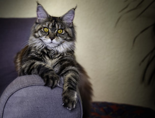 Maine Coone Katze liegt entspannt auf einer Sofa Lehne.