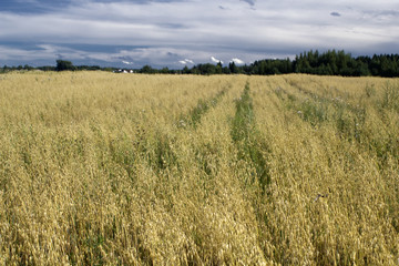 Rural landscape, terrain with oat fields and cloudy sky