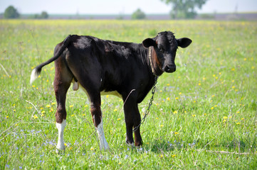Young bull in the pasture_5