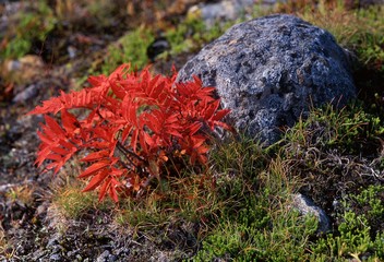 草津白根山の紅葉