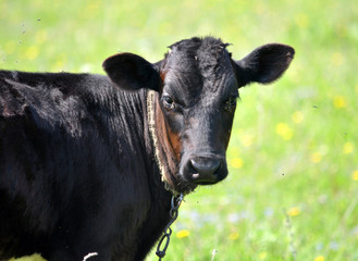 Young bull in the pasture_6
