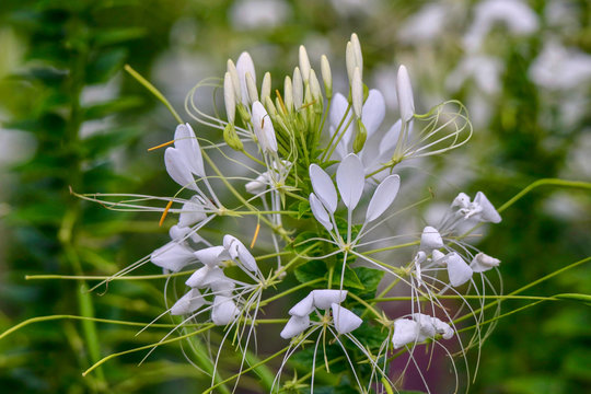 White Spider Flower, cleome, closeup