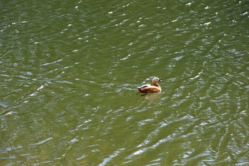 A brown-white adult female duck in the shade in the open air
