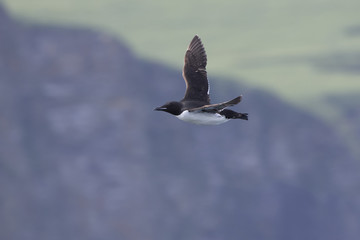 brunnichs guillemot which flies against the background of rocky coastline