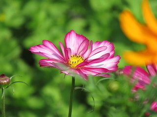 zauberhafte Blume, Blüte, pink