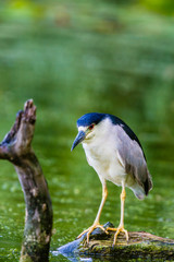 Black-crowned night heron