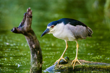 Black-crowned night heron