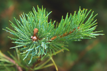 Fir tree brunch close up. Shallow focus. Fluffy fir tree brunch close up. Copy space