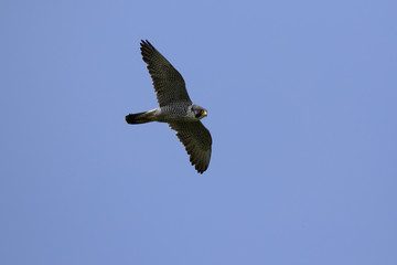 Female peregrine Falcon flying against the background of the summer blue sky