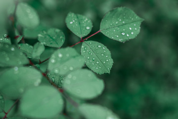 Green leaves of the rose bush after the rain. Close-up. Blurred background.