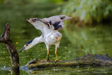 Black-crowned night heron