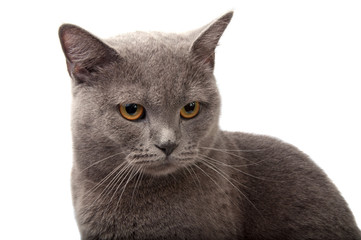 blue gray british cat on the white