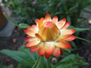 Fototapeta premium wunderchöne Blume, orange, gelb, rot