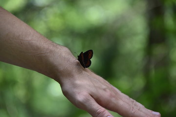 Schmetterling auf Hand sitzend