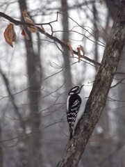 A Downy Woodpecker in the Winter Forest