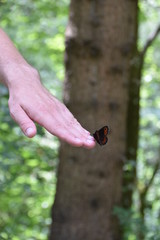 Schmetterling auf der Hand