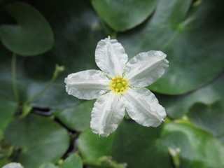 Fototapeta na wymiar zauberhafte Blume, Blüte, weiß