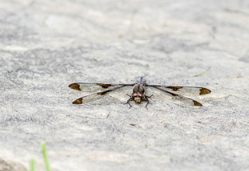 Common Whitetail Dragonfly (Plathemis lydia) Resting on the Ground with Wings Spread