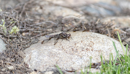 Common Whitetail Dragonfly (Plathemis lydia) Resting on the Ground with Wings Spread
