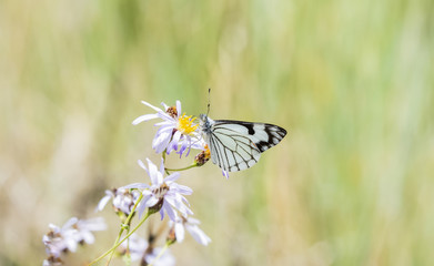 Pine White Butterfly (Neophasia menapia) Gathering Pollen in Alpine Wildflowers in Colorado