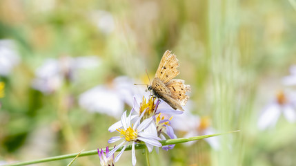 Purplish Copper Butterfly (Lycaena helloides) Gathering Pollen in Alpine Wildflowers in a High Mountain Meadow in Colorado