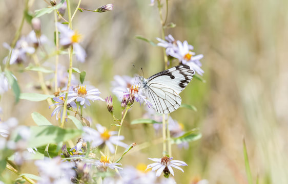 Pine White Butterfly (Neophasia menapia) Gathering Pollen in Alpine Wildflowers in Colorado