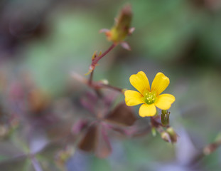 Wood sorrel flower with blurred background