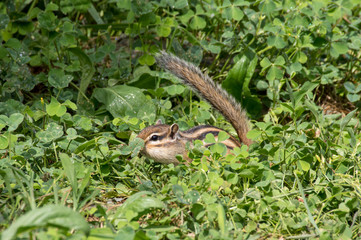隠れて歩くシマリス