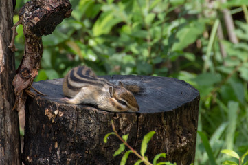 溶けるシマリス
