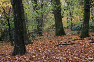 Foret Automne