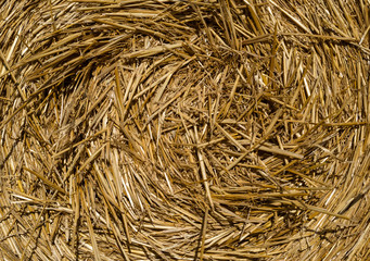Round bales of straw lying in the field, shot taken close-up.
