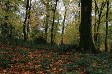 Foret Automne