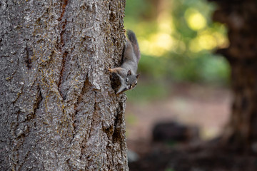 Squirrel on the side of a tree
