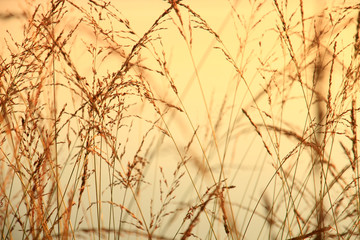 golden grass at the sunset