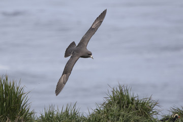 northern fulmar dark morph that flies over a grassy slope