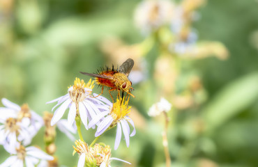 Tachinid Fly Perched on a Leafy Stalk in a Alpine Meadow in Colorado