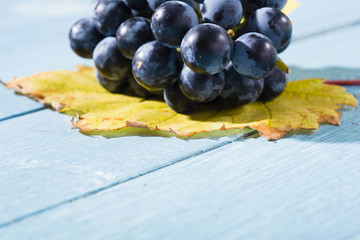 bunch of red grape with yellow leaf on old blue wood table background