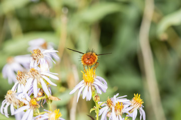 Tachinid Fly Perched on a Leafy Stalk in a Alpine Meadow in Colorado